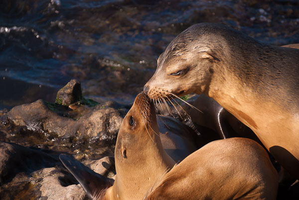 Wildlife