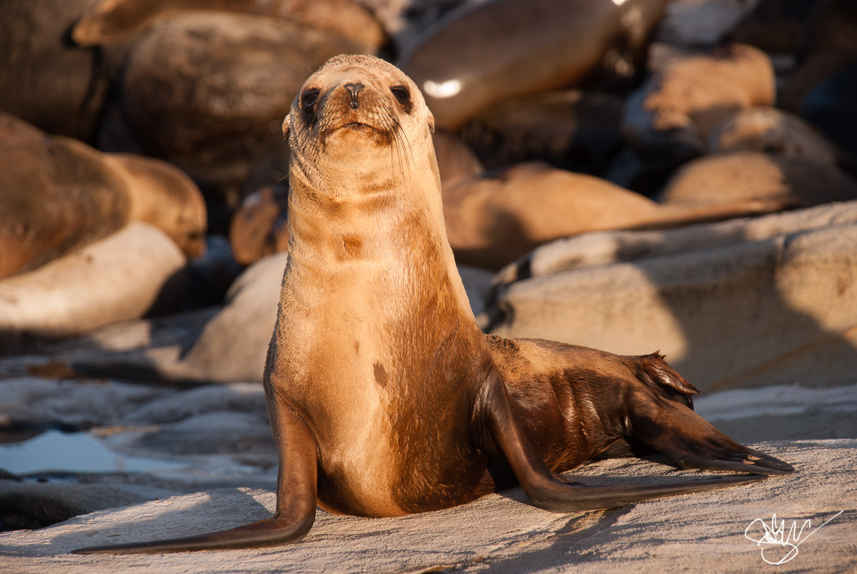 Sea lion pup