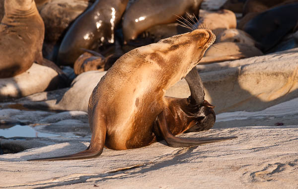 Wildlife