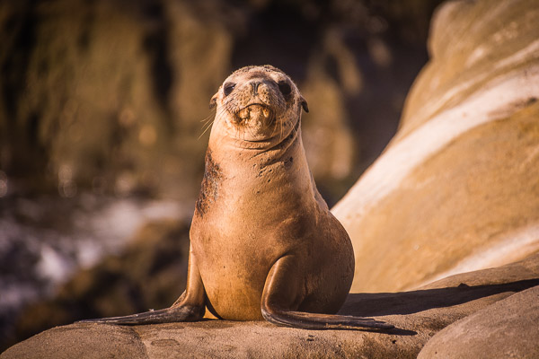 Wildlife