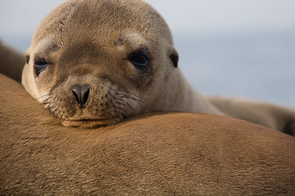 Wildlife