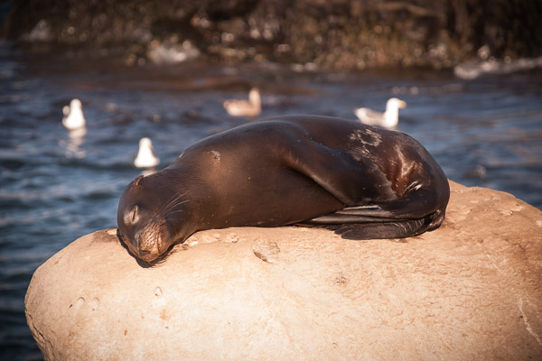 Wildlife