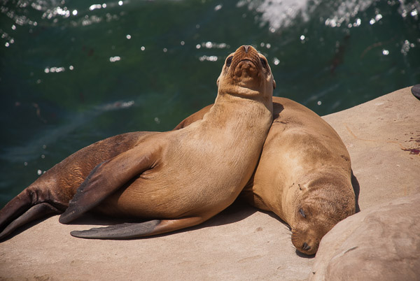 Wildlife