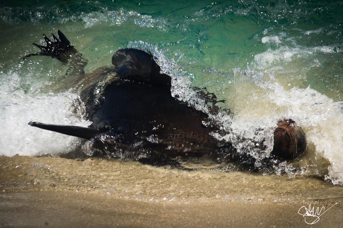 Surfing sea lion