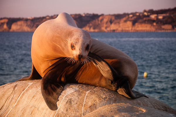 Wildlife