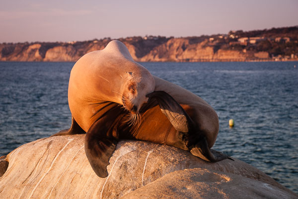 Wildlife