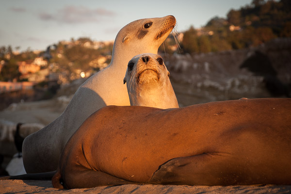Wildlife