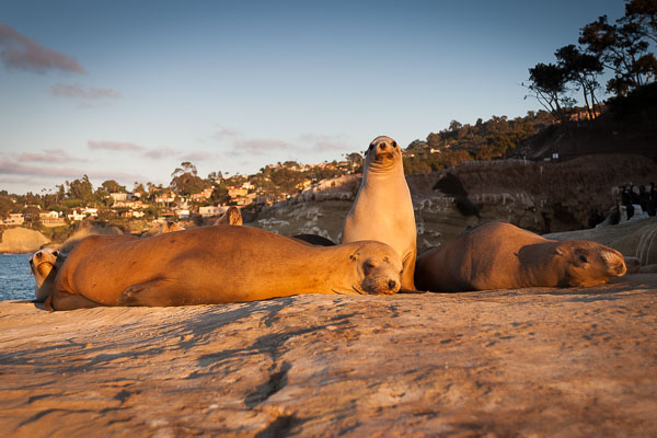 Wildlife