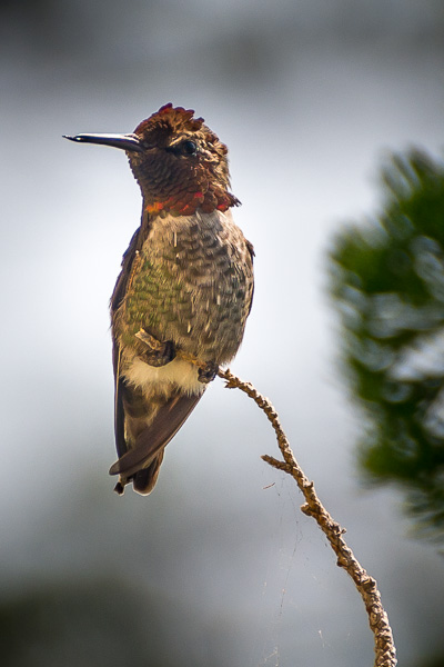 Wildlife