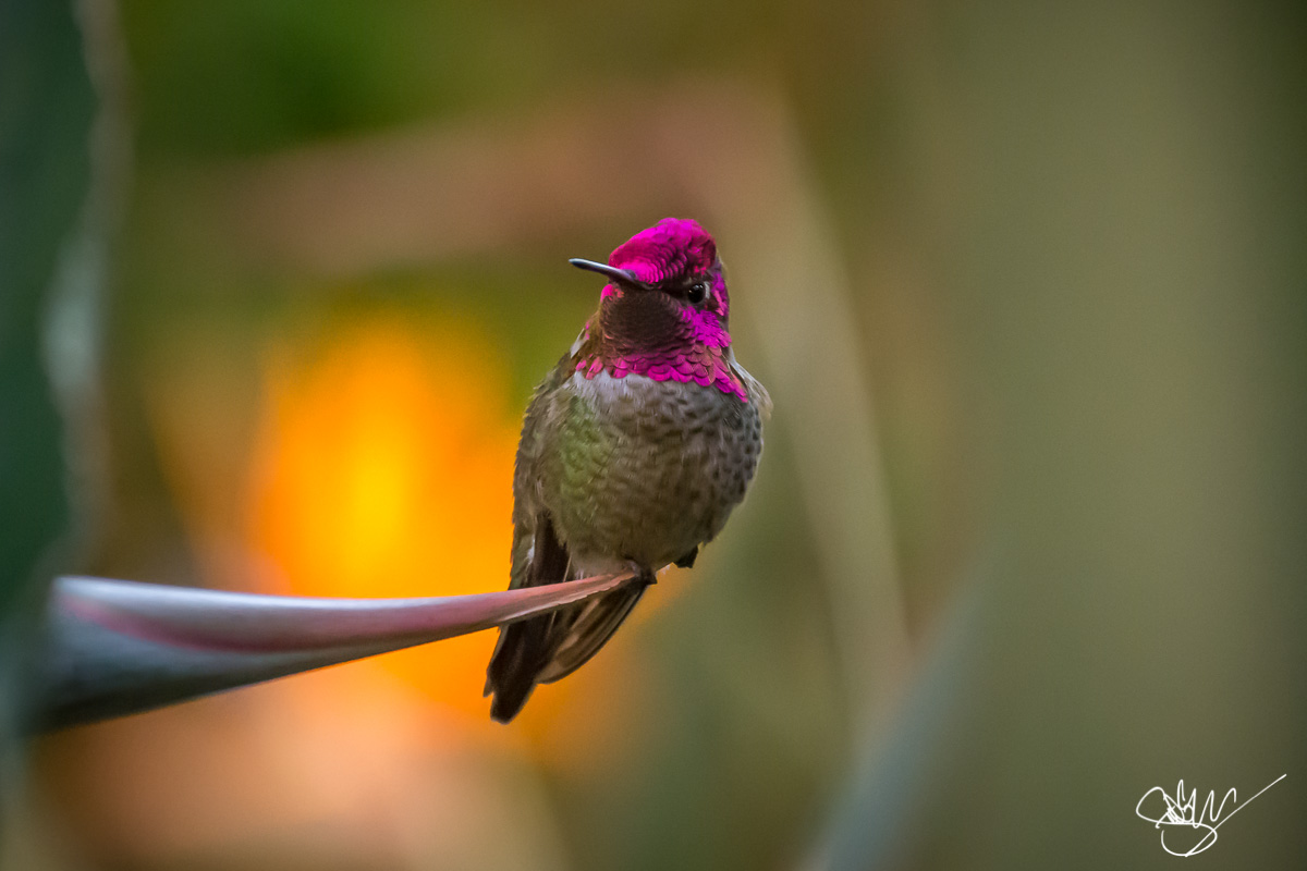 Hummingbird