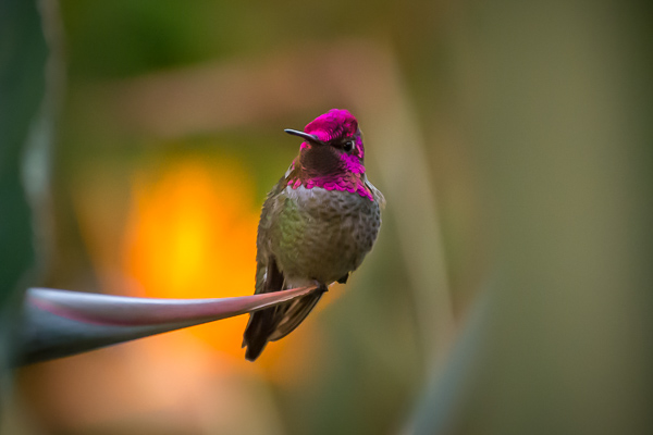 Wildlife