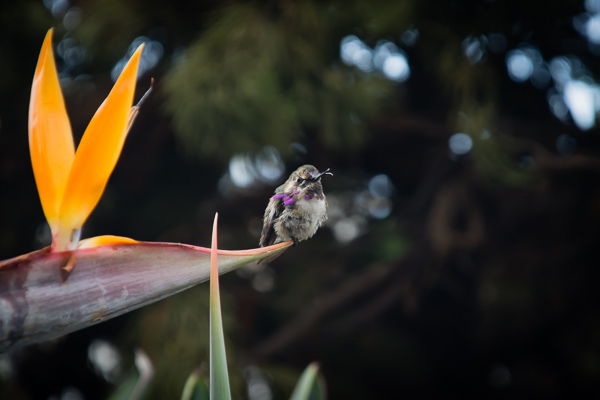 Wildlife