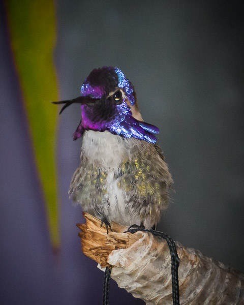 Wildlife
