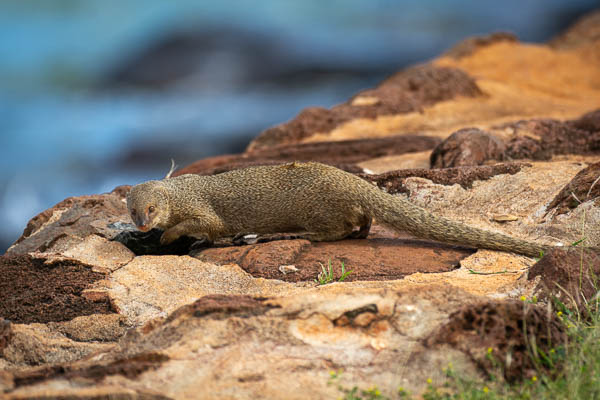 Wildlife